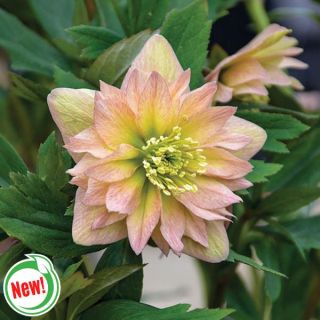 Mother of the Bride Helleborus Thumbnail
